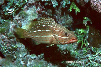 UW228-9 (white-lined grouper)Andre Seale